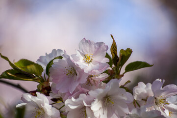 Beautiful cherry blossoms in park. Close-up of sakura tree full in blooming pink flowers in spring in a picturesque garden. Branches of the tree over sunny blue sky. Floral pattern texture wallpaper