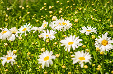 Blurred. Chamomile flower field. White bright daisy flowers on a background of the summer landscape. Wildflowers outdoor