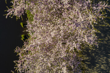 Aerial view of beautiful cherry blossoms in park. Drone photo of sakura trees full in blooming pink flowers in spring in picturesque garden. Branches of the tree over sunny blue sky. Floral pattern