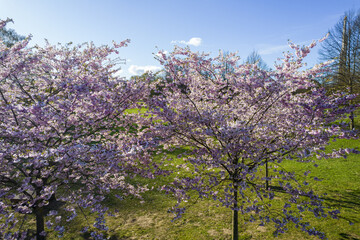 Aerial view of beautiful cherry blossoms in park. Drone photo of sakura trees full in blooming pink flowers in spring in picturesque garden. Branches of the tree over sunny blue sky. Floral pattern
