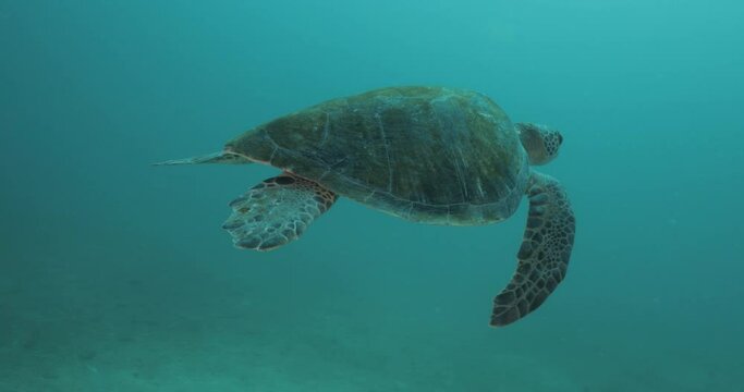 Sea turtle resting in a shipwreck Espiritu santo National Park, Baja California Sur,Mexico.