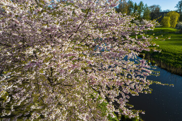 Aerial view of beautiful cherry blossoms in park. Drone photo of sakura trees full in blooming pink flowers in spring in picturesque garden. Branches of the tree over sunny blue sky. Floral pattern