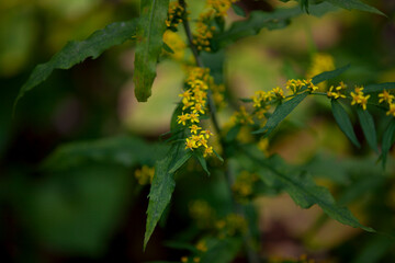 Wildflowers along a hiking path in Ontario.