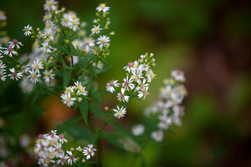 Wildflowers along a hiking path in Ontario.