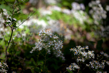 Wildflowers along a hiking path in Ontario.
