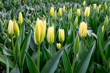 Yellow, cream colored, tulips blooming in a spring garden on a sunny spring day
