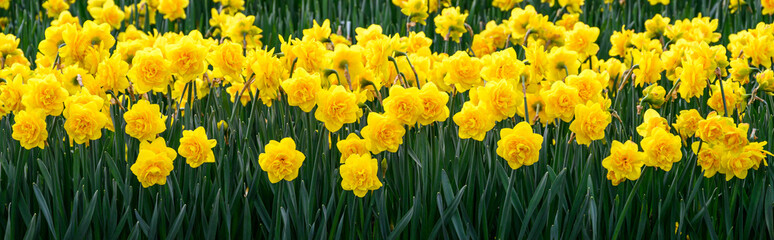 Obraz premium Yellow double-bloom daffodils blooming in a field on a stormy day, Skagit Valley bulb growing region, Washington state, USA 