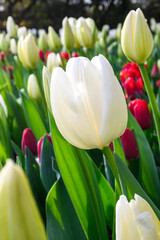 Naklejka premium Garden bed full of white tulips mixed with red tulips blooming on a sunny spring day 