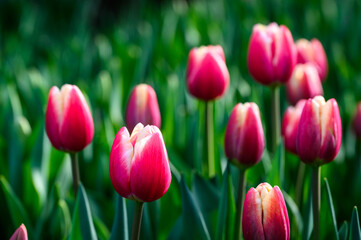 Fototapeta premium Red tulips with white border growing in a wet field in the Skagit Valley bulb growing region, Washington state, USA 