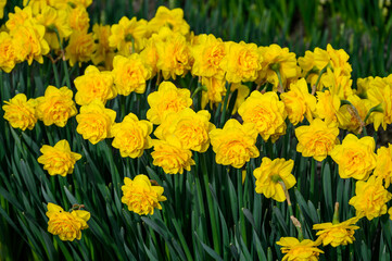Yellow double-bloom daffodils blooming in a field on a stormy day, Skagit Valley bulb growing region, Washington state, USA
