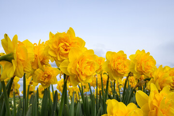 Yellow double-bloom daffodils blooming in a field on a stormy day, Skagit Valley bulb growing region, Washington state, USA
