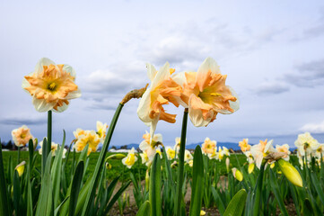 Obraz premium Orange and white daffodils blooming in a field on a stormy day, Skagit Valley bulb growing region, Washington state, USA 