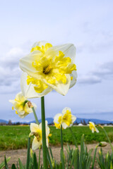 Fototapeta premium Yellow and white daffodils blooming in a field on a stormy day, Skagit Valley bulb growing region, Washington state, USA 