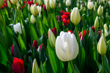 Garden bed full of white tulips mixed with red tulips blooming on a sunny spring day
