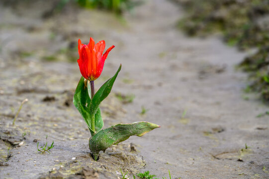 Single red tulip growing in the wrong place, alone in a muddy farm road

