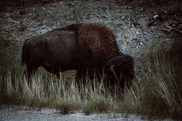 Lone Bison