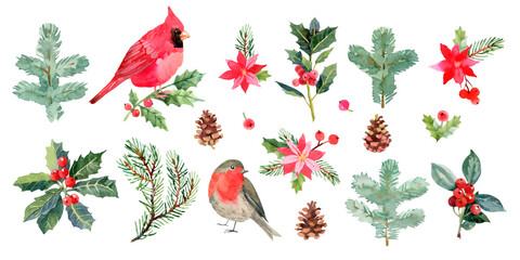 Christmas birds and plants: cardinal, robin, holly branches, pine branches, cones, berries, red poinsettia. Hand drawn watercolor illustration. botanical clipart. © Elena