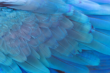 close up of blue wing parrot