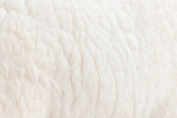 close up wool