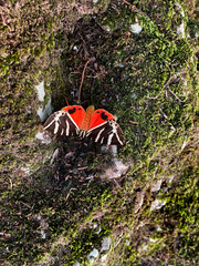 butterfly species named Panaxia Quadripunctaria!
