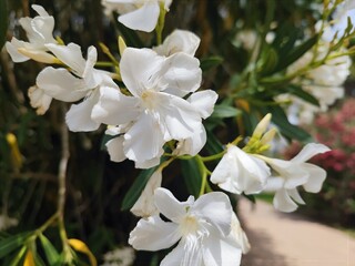 White Oleander Nerium flower Bush in a park