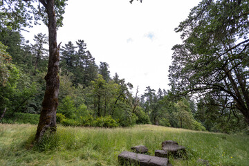 Forest Landscape in Eugene Oregon, Summer 2022
