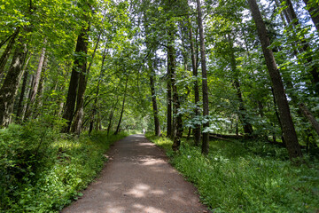 Eugene Oregon Forest Landscape, Summer 2022
