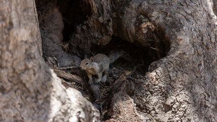Squirrel in Sedona Arizona, Wildlife of Arizona