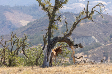 Obraz na płótnie Canvas Mule Horse Under a Tree