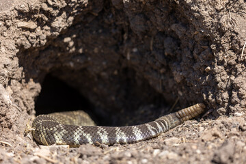 Rattlesnake in Hole in Santa Barbara California