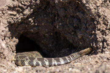 Rattlesnake in Santa Barbara California, Reptiles of California