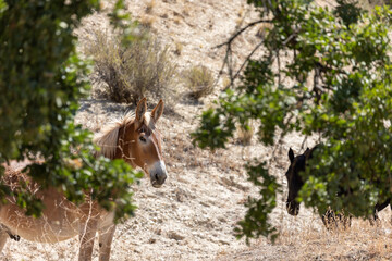 Mule Mix of Donkey and Horse