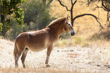 Mule on a Ranch, Mule on Central Coast of California