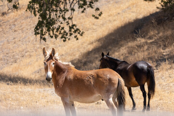 Naklejka na ściany i meble Mule and Horse in Open Pasture, Riding Mule