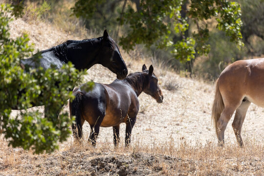 Horses and Mules on a Ranch, California Ranchlands