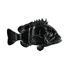 Neptune Grouper hand drawing vector illustration isolated on background © tya studio