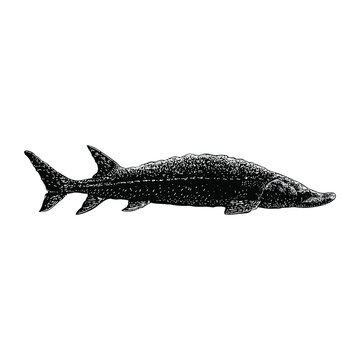 recommend clip art: Lake Sturgeon hand drawing vector illustration isolated on background
