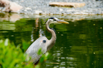 Close up of a great blue heron bird sitting near a pond