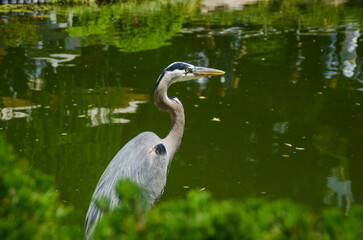 Close up of a great blue heron bird sitting near a pond