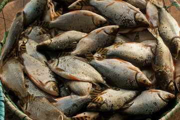 freshwater fish for sale