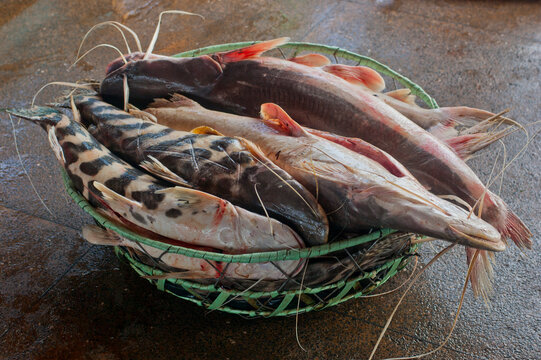 a basket full of spotted sorubim