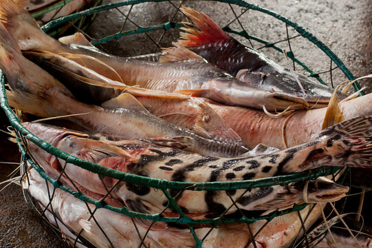 basket full of spotted sorubim fish