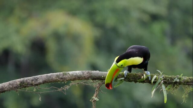 a high frame rate clip of a keel-billed toucan rubbing its beak on a branch and calling at boca tapada in costa rica