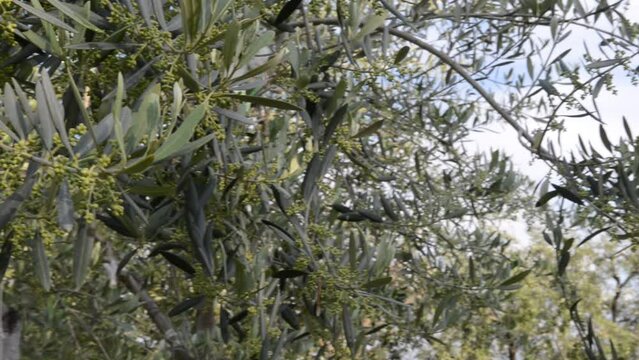 albero di ulivo