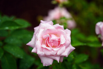 pink rose with dew drops