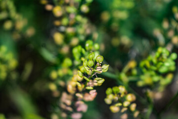 close up of a leaf