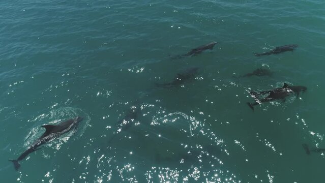 Pod of Dolphins aerial view.