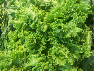 Fresh frilled lettuce, Green curly Lettuce leaves for Healthy salad. Close up background.