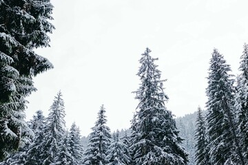 Fir trees covered with snow.