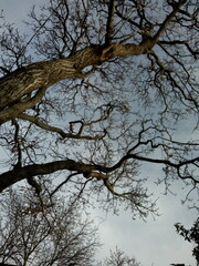 Hermosa vista de las ramas de un árbol